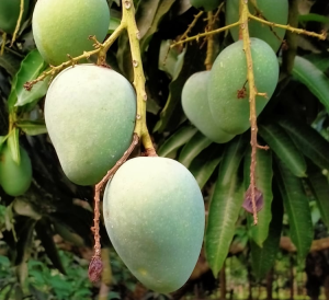 গোপালভোগ আম – ব্রাহ্মণবাড়িয়ায় এখন রাজশাহীর স্বাদ!