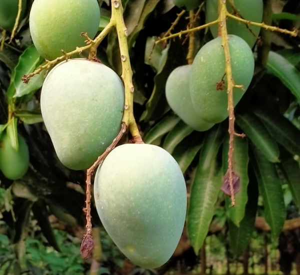 গোপালভোগ আম – ব্রাহ্মণবাড়িয়ায় এখন রাজশাহীর স্বাদ!