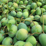 গোবিন্দভোগ আম – ব্রাহ্মণবাড়িয়ায় এখন রাজশাহীর স্বাদ!