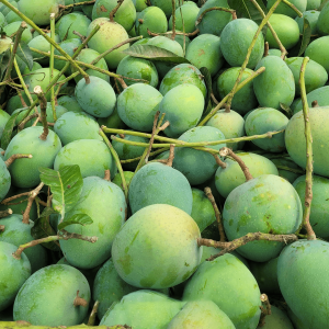 গোবিন্দভোগ আম – ব্রাহ্মণবাড়িয়ায় এখন রাজশাহীর স্বাদ!