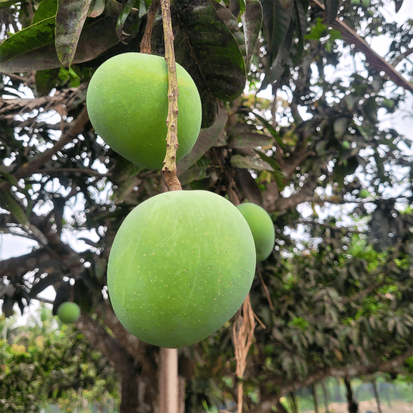 গোবিন্দভোগ আম – ব্রাহ্মণবাড়িয়ায় এখন রাজশাহীর স্বাদ! - Image 3